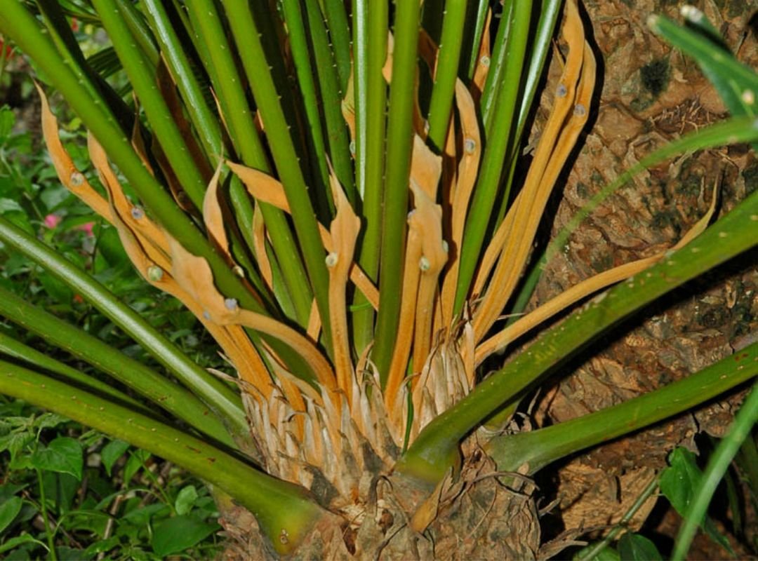 Cycas Edentata 3