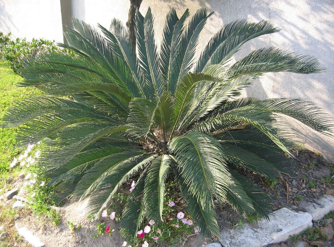 Cycas Edentata