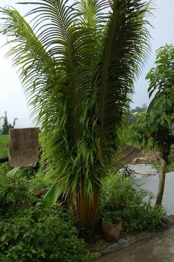Cycas Dolichophylla