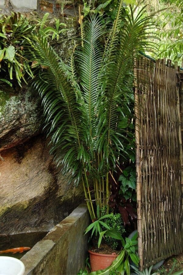 Cycas Dolichophylla 3