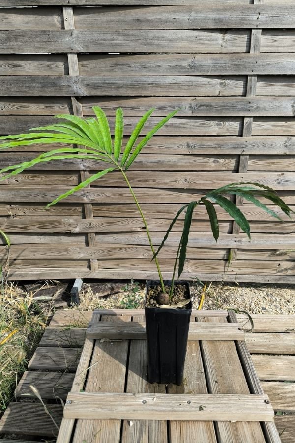 Cycas Dolichophylla 2