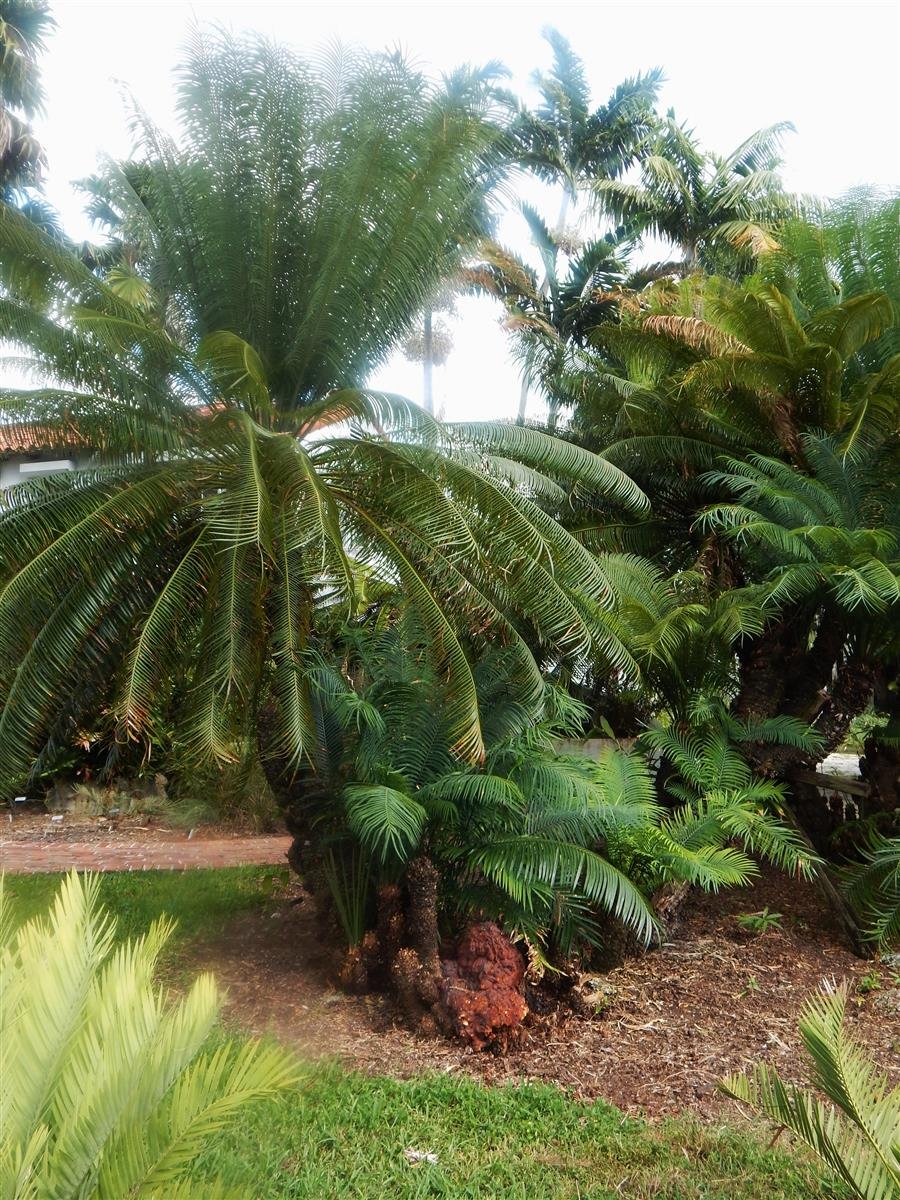 Cycas Thouarsii