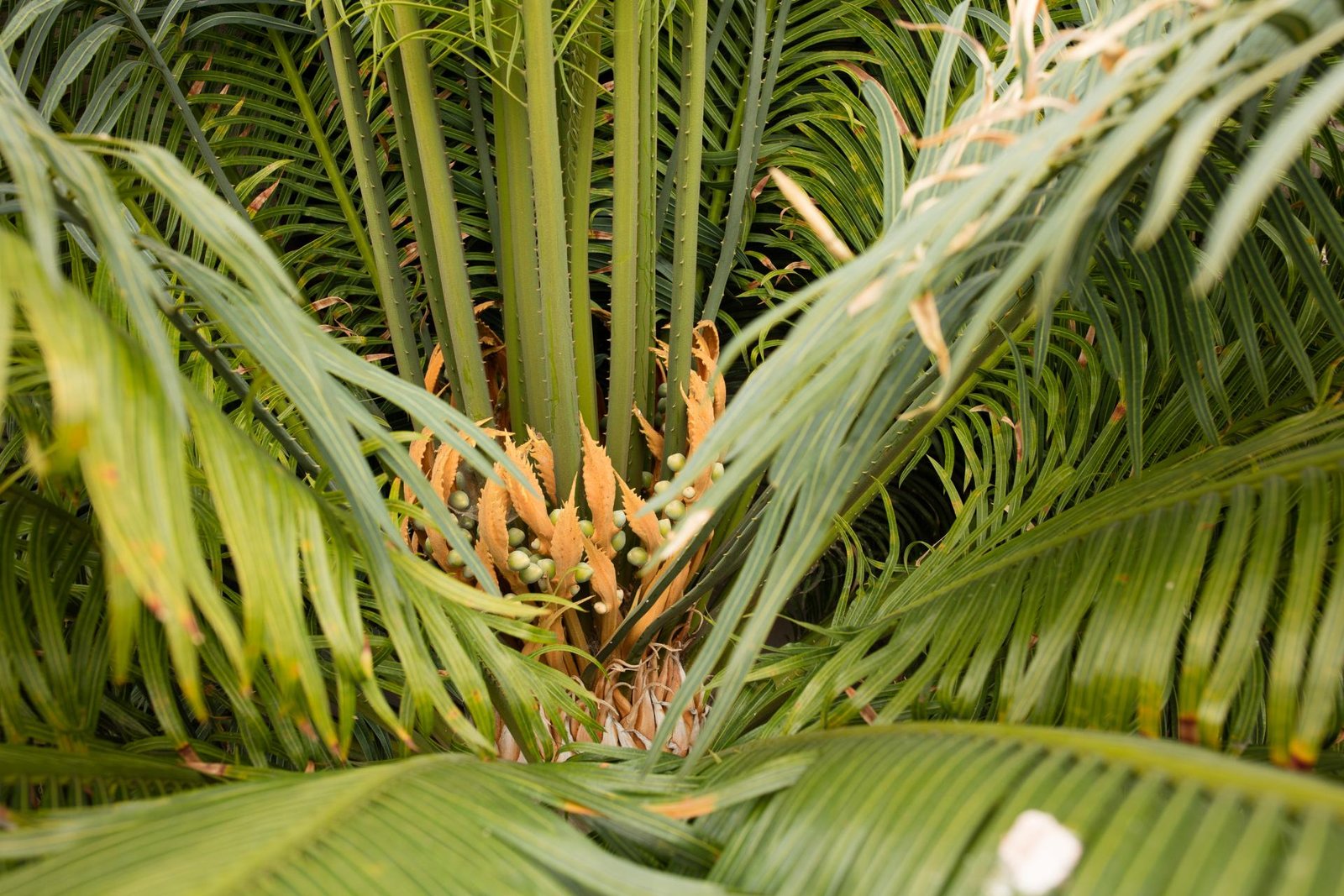 Cycas Thouarsii 3