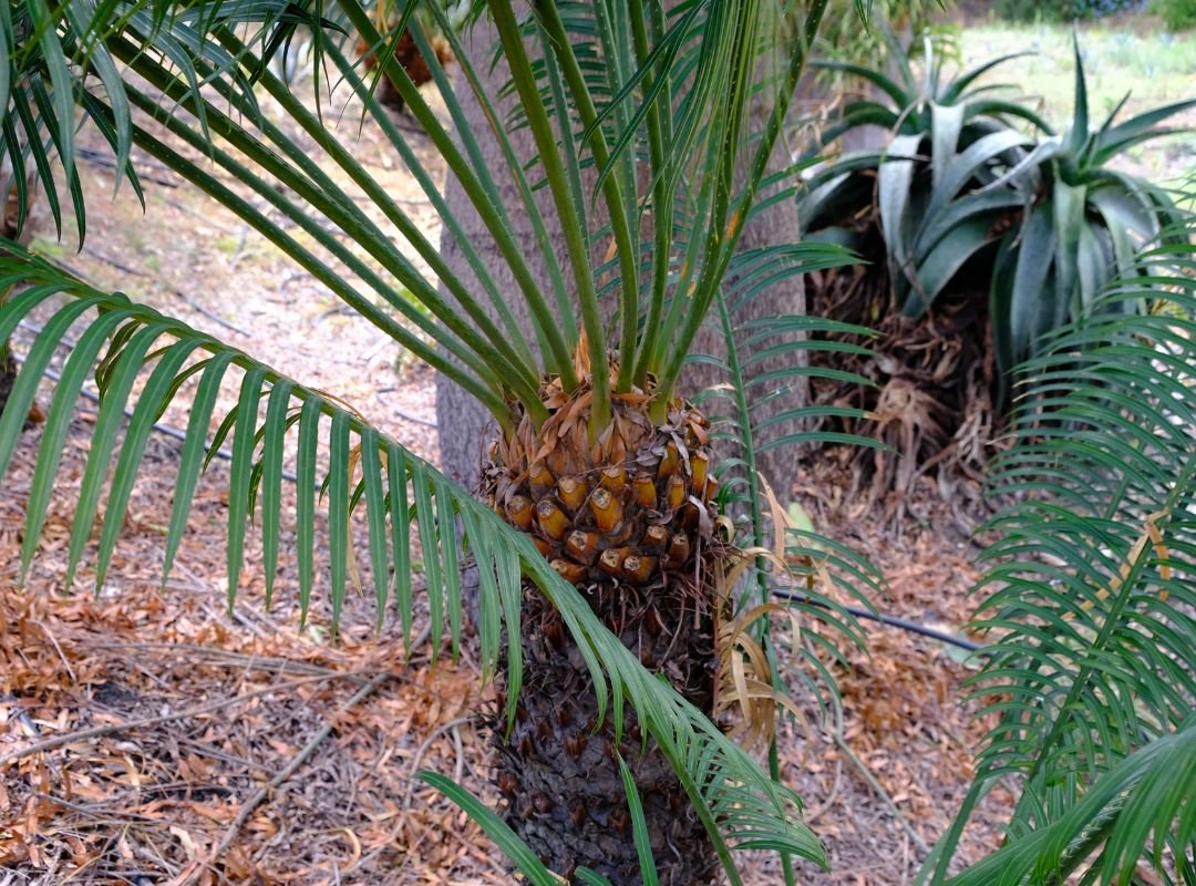 Cycas Thouarsii 2