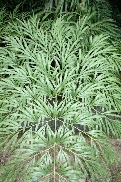 Vạn tuế Debaoensis 3