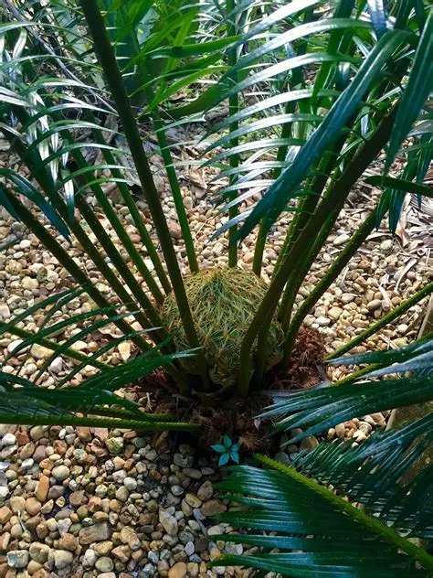 Vạn tuế Debaoensis 2