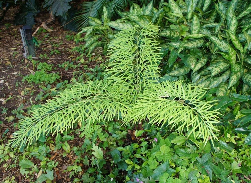 Vạn tuế Debaoensis