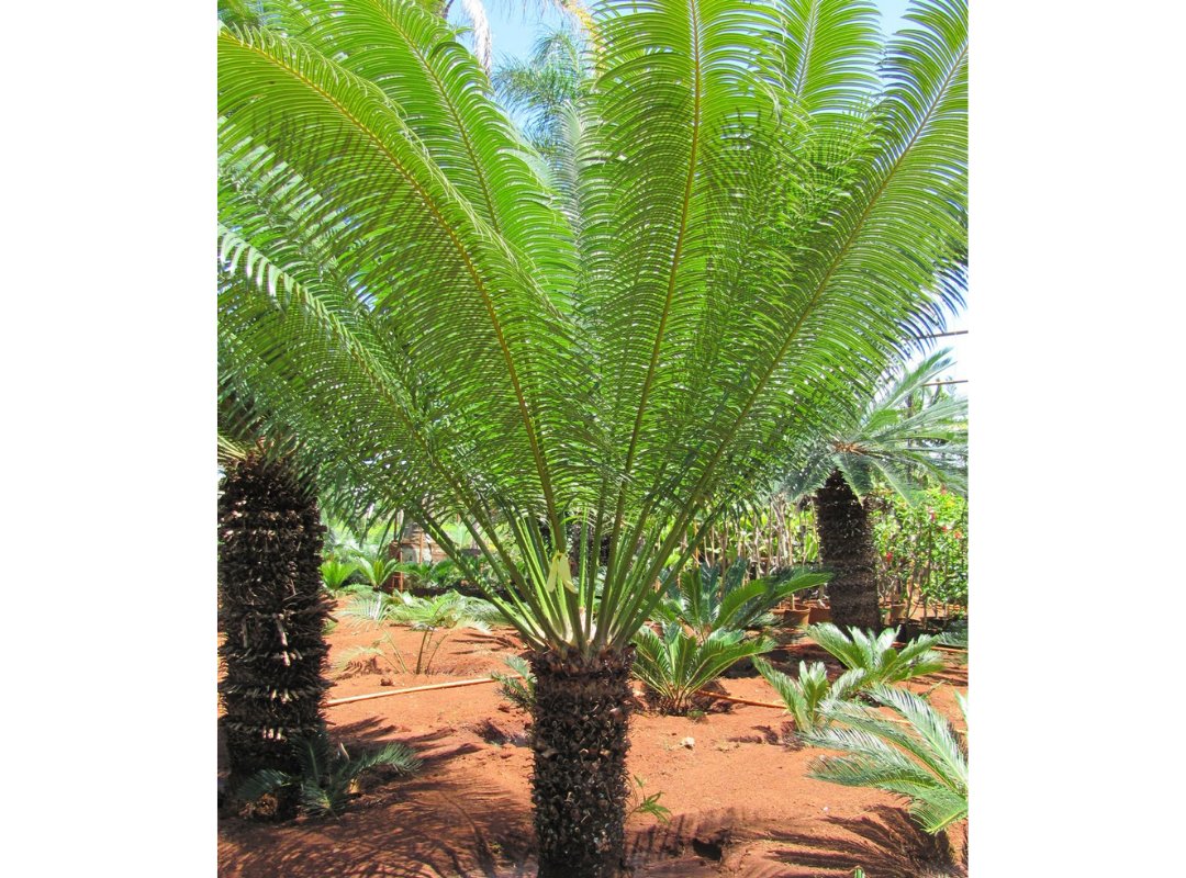 Vạn tuế Circinalis 3