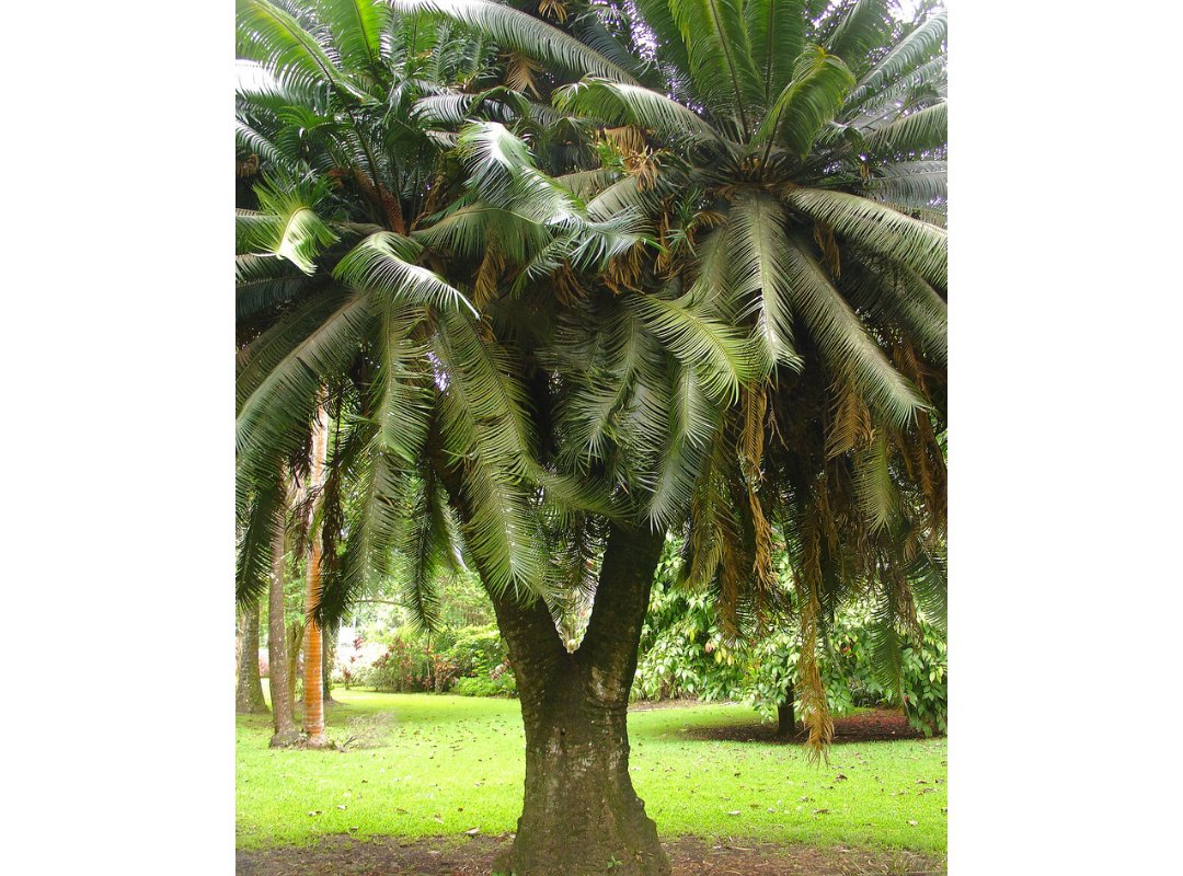 Vạn tuế Circinalis