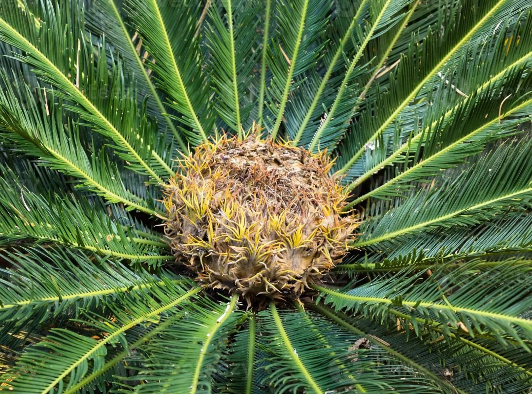 Vạn tuế Circinalis 2