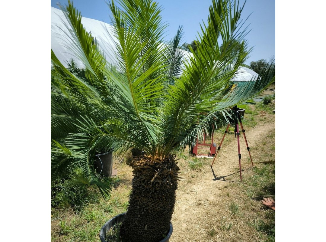 Vạn tuế Panzhihuaensis 3