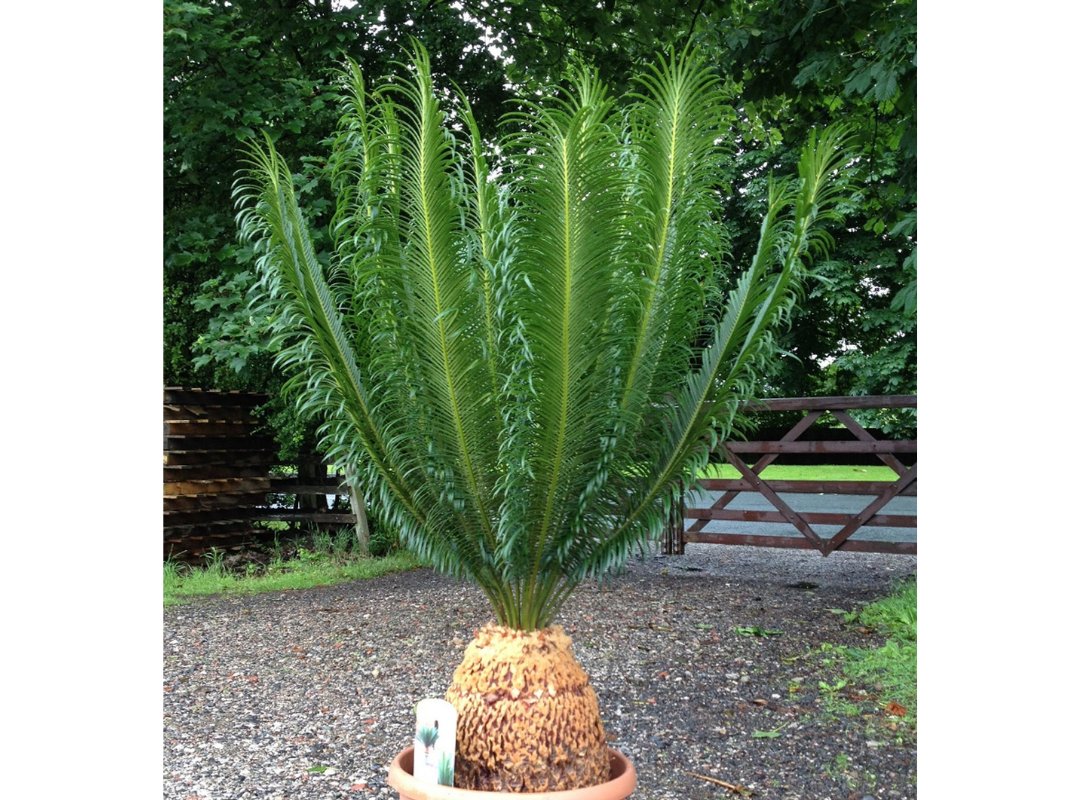 Vạn tuế Panzhihuaensis 2