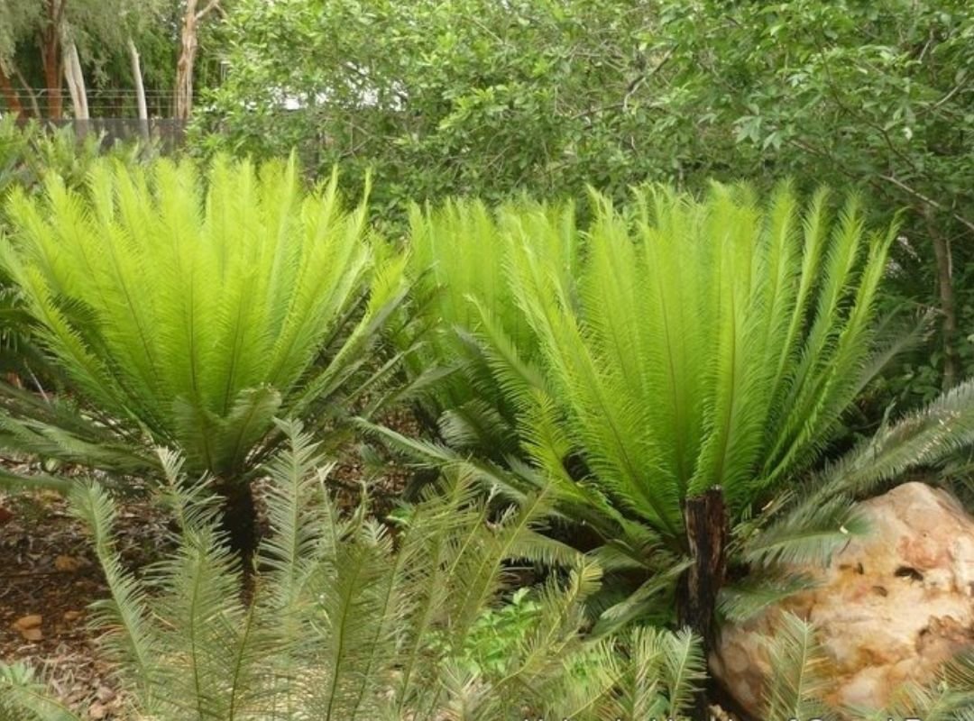 Vạn tuế Panzhihuaensis