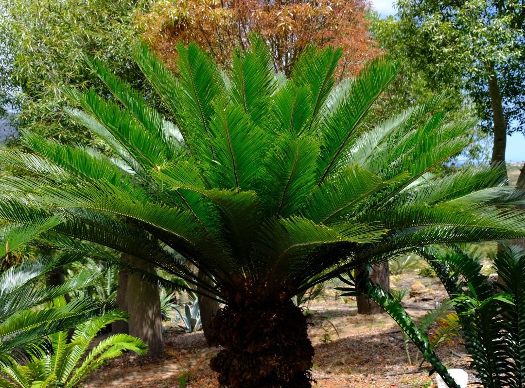 Vạn tuế Đài Loan (Cycas taiwaniana)