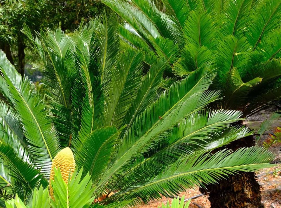 Vạn tuế Đài Loan (Cycas taiwaniana) 2