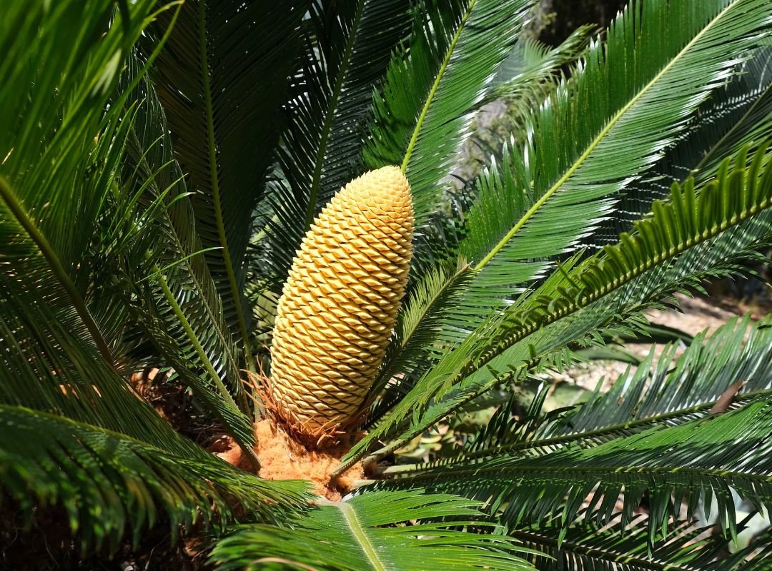 Vạn tuế Đài Loan (Cycas taiwaniana) 3