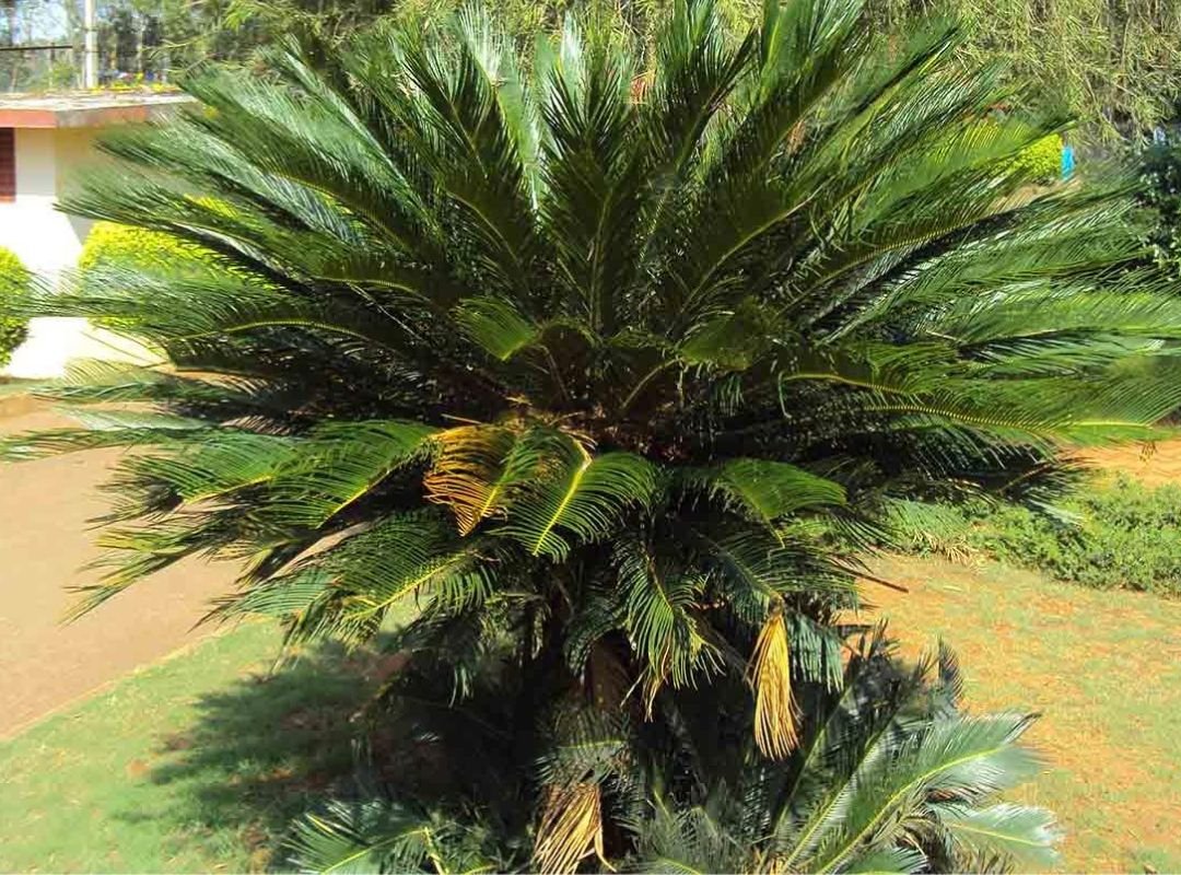 Vạn Tuế Thường (Cycas Revoluta)