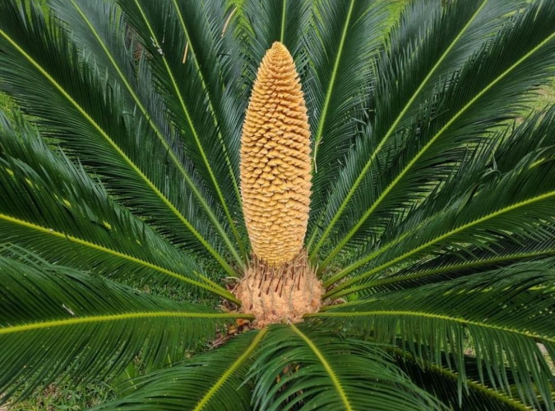Vạn Tuế Thường (Cycas Revoluta) 3