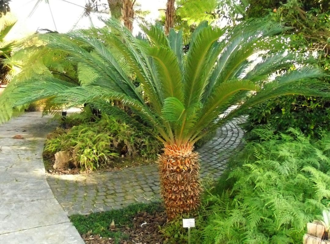 Vạn Tuế Thường (Cycas Revoluta) 2