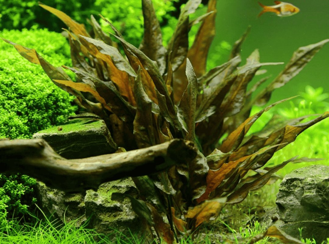 Tiêu Thảo (Cryptocoryne)