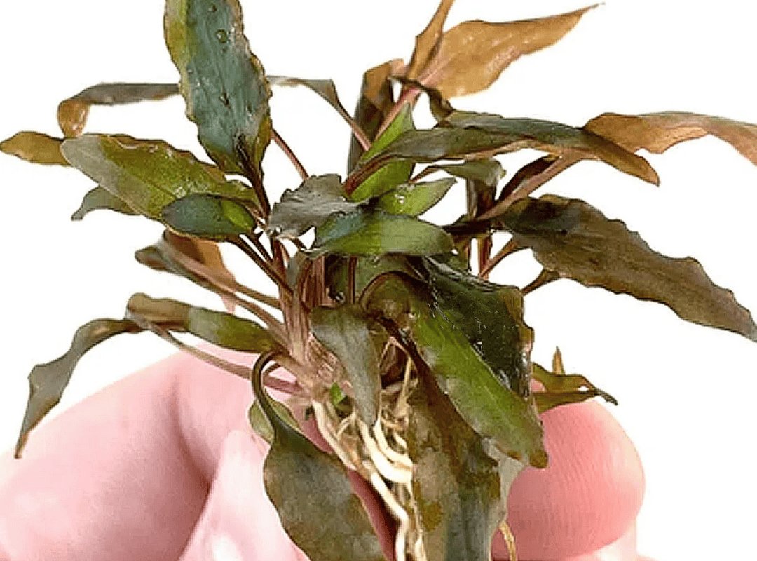 Tiêu Thảo (Cryptocoryne) 3
