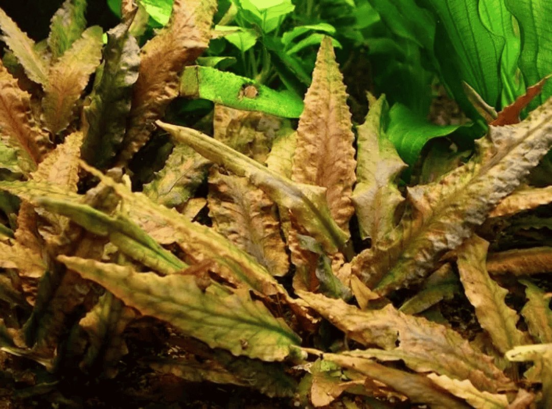 Tiêu Thảo (Cryptocoryne) 2