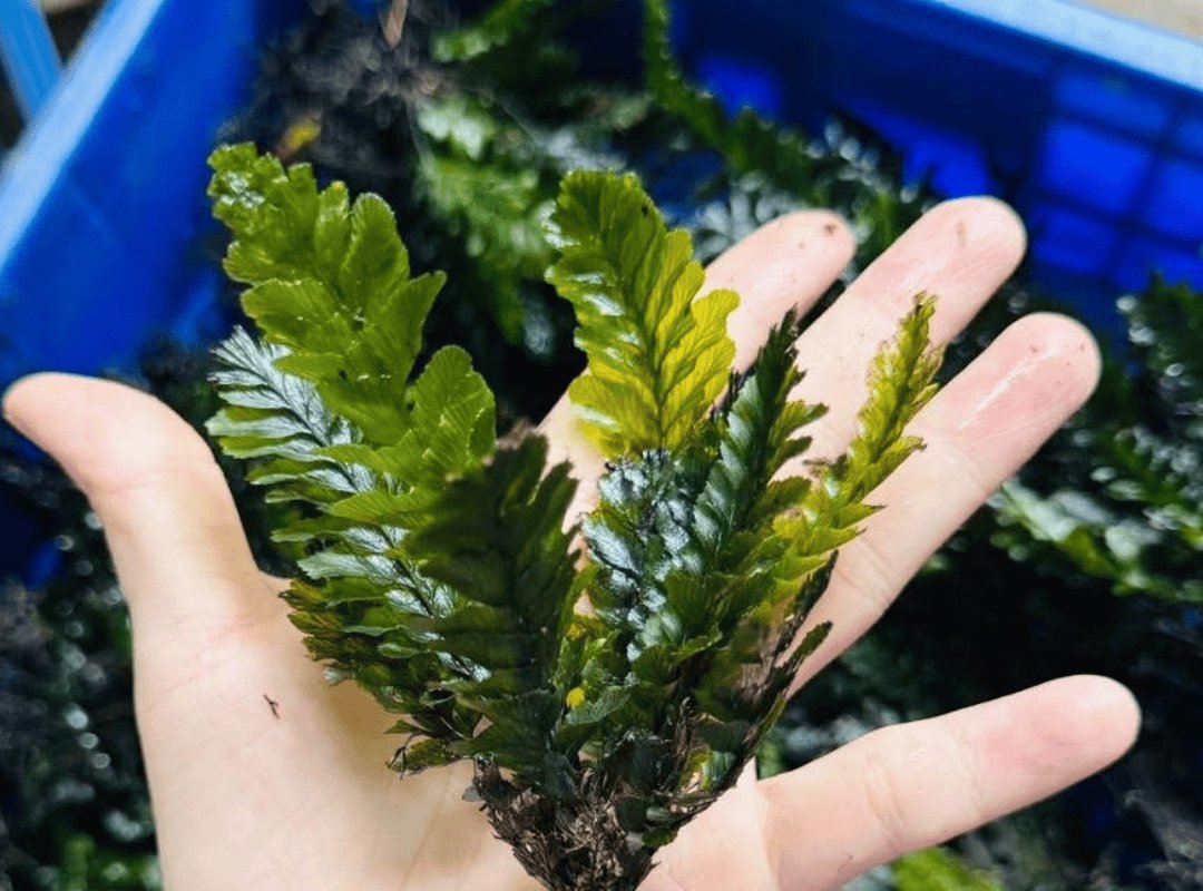 Dương xỉ suối 3