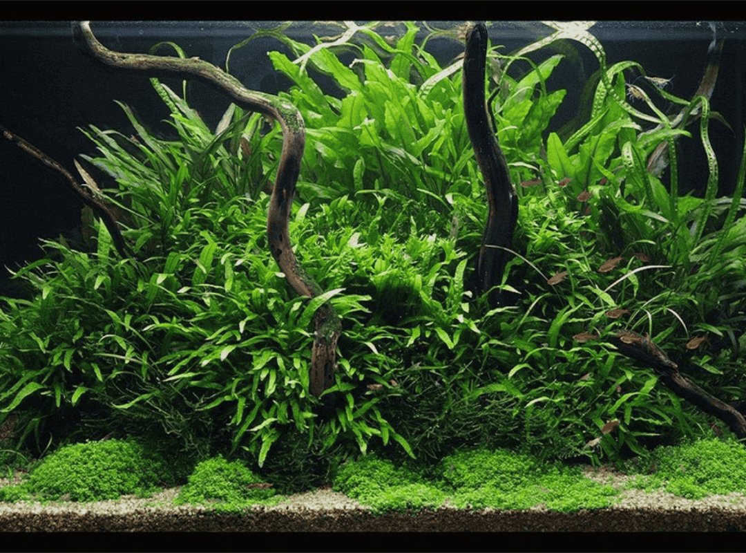 Dương xỉ suối 2