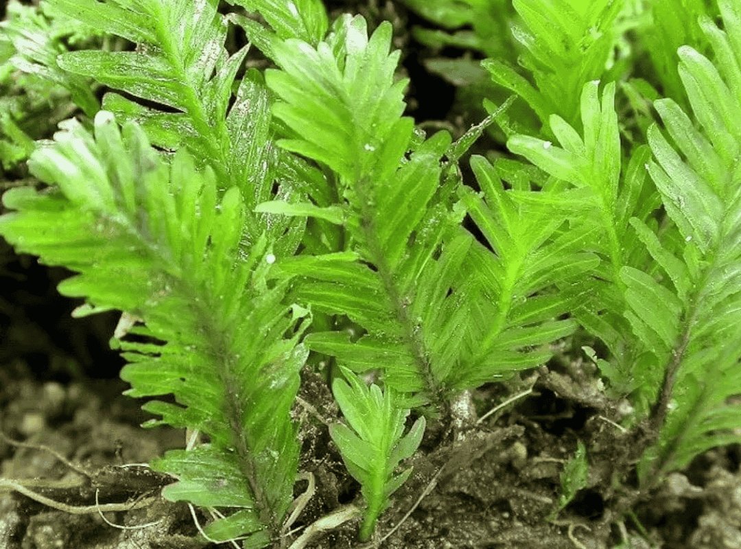 Cầu rêu Phượng Vĩ Đài (Fissidens nobilis) 3