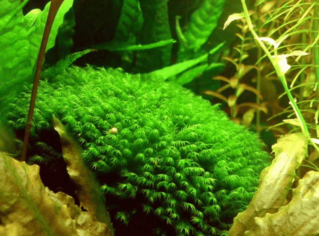 Cầu rêu Phượng Vĩ Đài (Fissidens nobilis)
