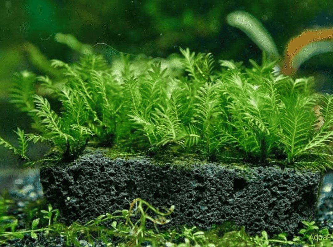 Cầu rêu Phượng Vĩ Đài (Fissidens nobilis) 2
