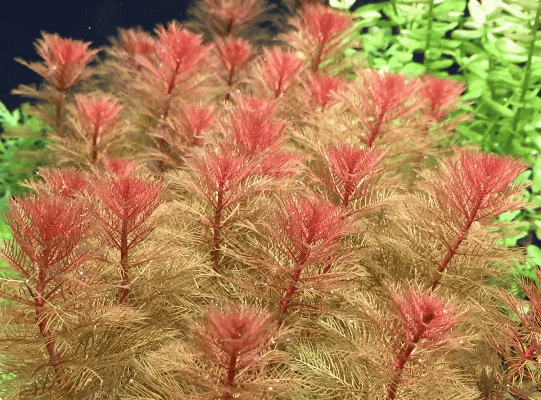 Rong Đuôi Chồn Đỏ (Myriophyllum tuberculatum) 2