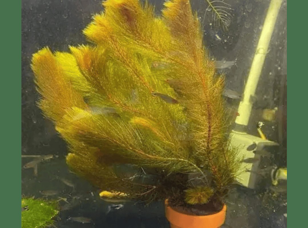 Rong Đuôi Chồn Đỏ (Myriophyllum tuberculatum)