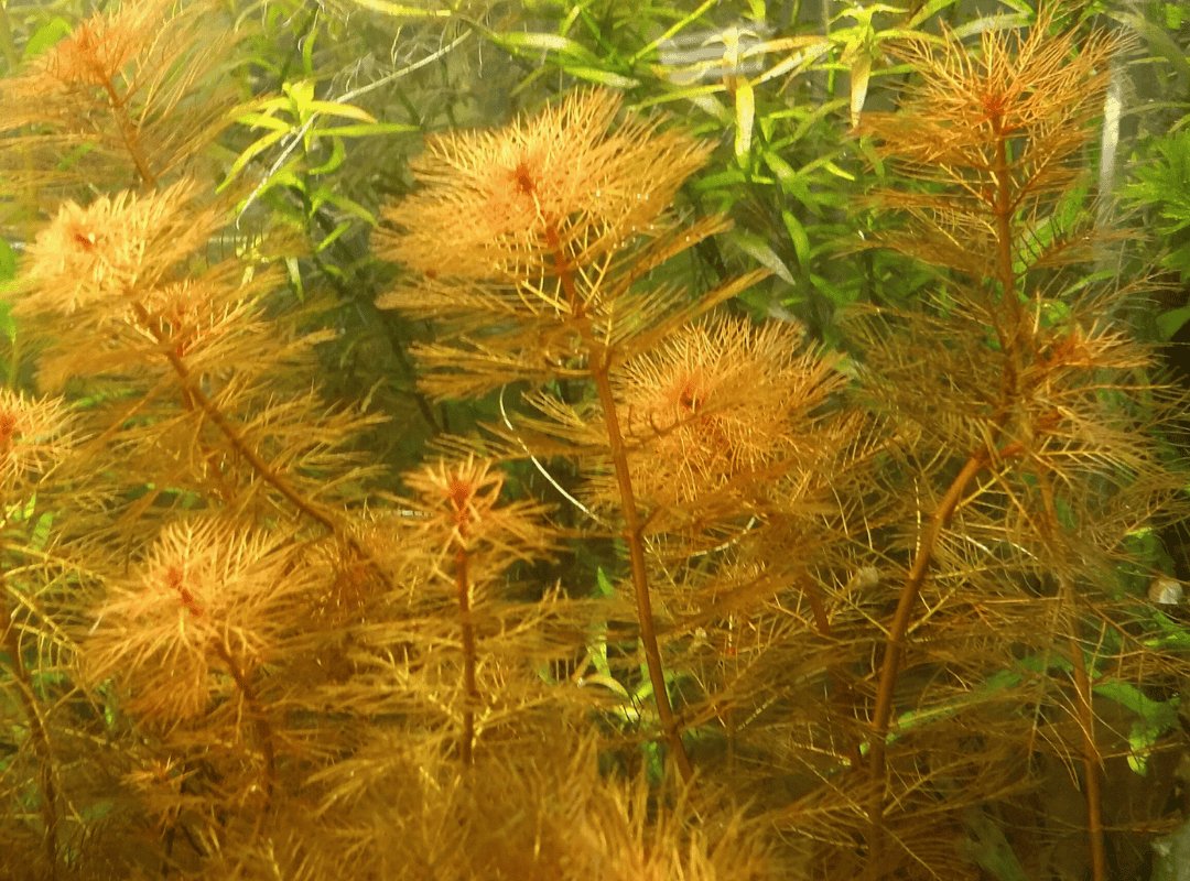 Rong Đuôi Chồn Đỏ (Myriophyllum tuberculatum) 3