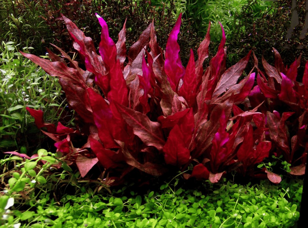Huyết Tâm Lan (Alternanthera reineckii) 2