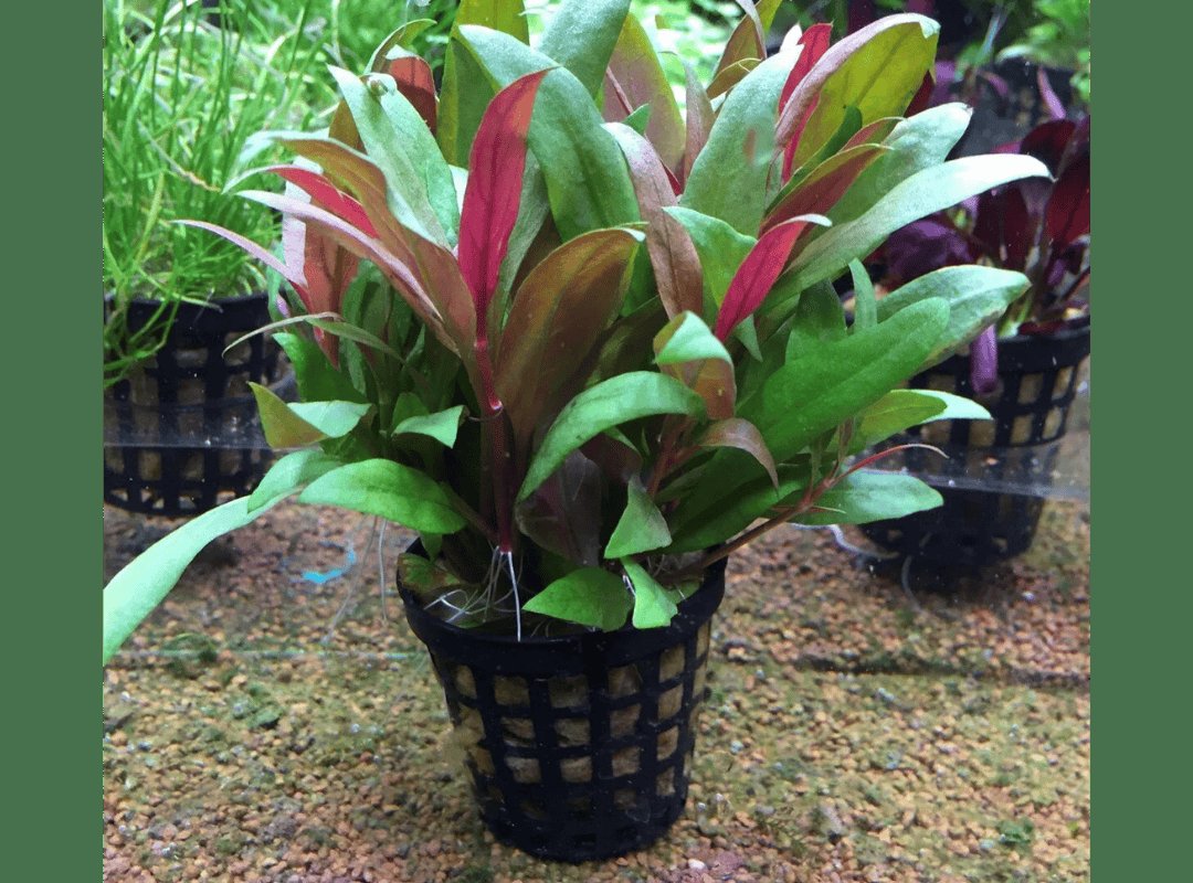 Huyết Tâm Lan (Alternanthera reineckii) 3