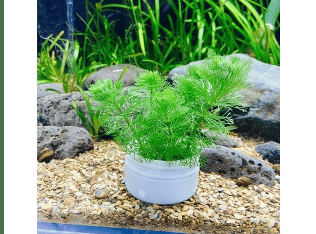 Cắt cắm Tiểu Bảo Tháp