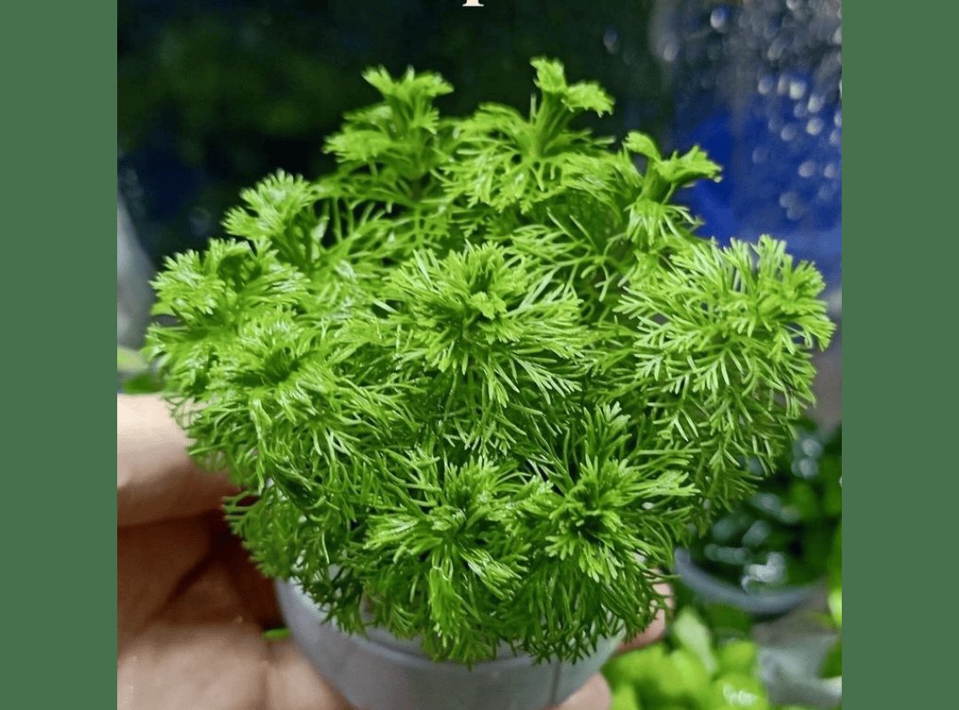 Cắt cắm Tiểu Bảo Tháp 2