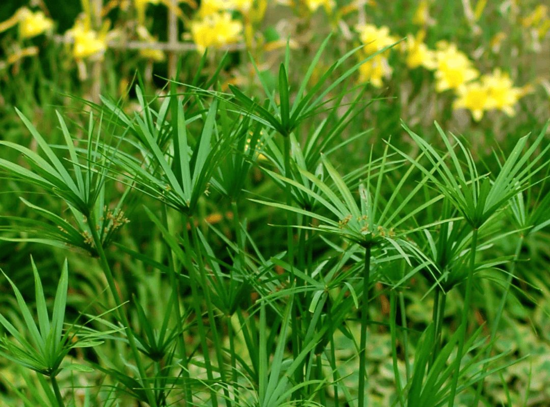Thủy Trúc Thái (Cyperus Papyrus) 3