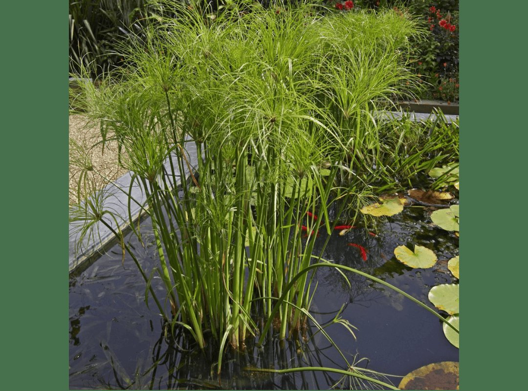 Thủy Trúc Thái (Cyperus Papyrus) 2