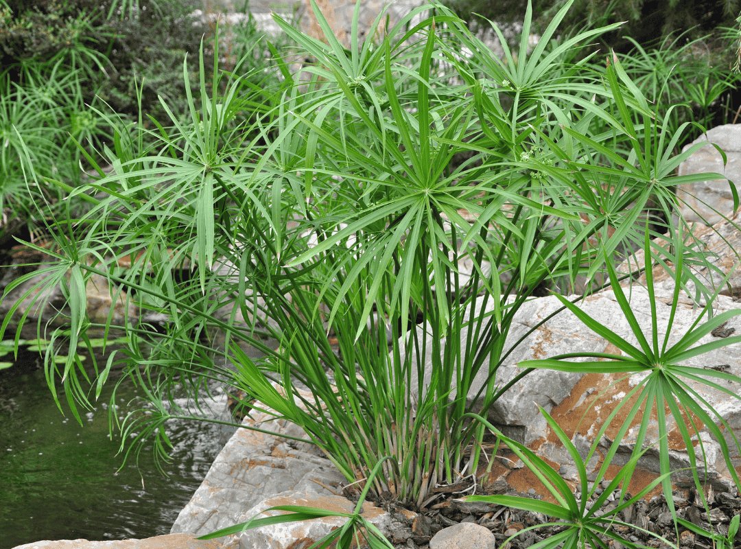 Thủy Trúc Thái (Cyperus Papyrus)