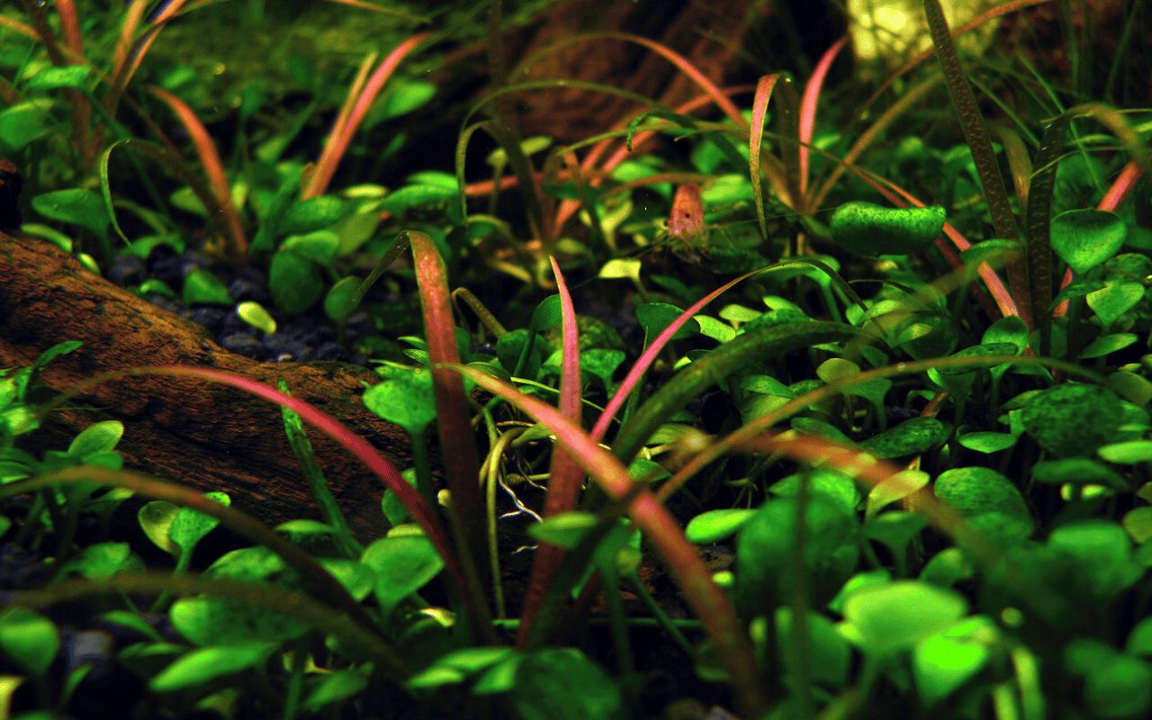 Cỏ Đỏ (Helanthium tenellum) 2