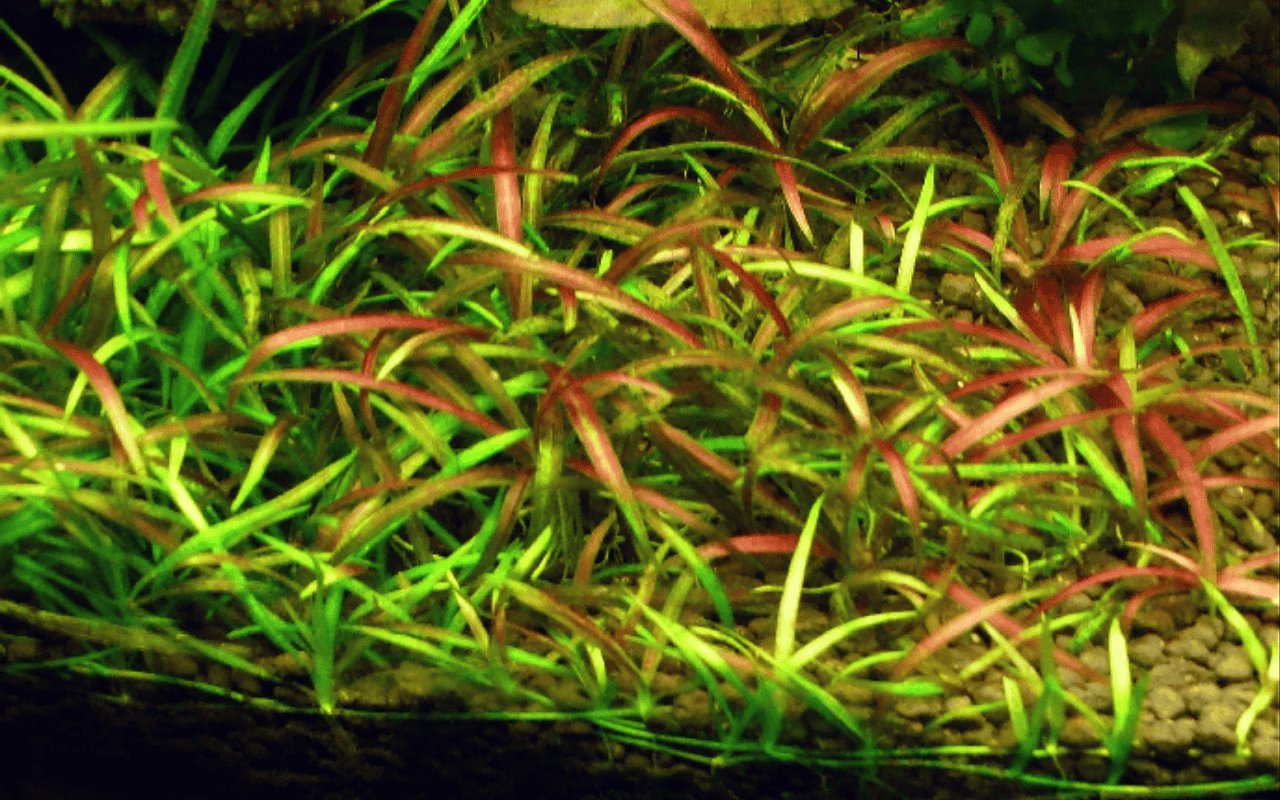 Cỏ Đỏ (Helanthium tenellum) 3