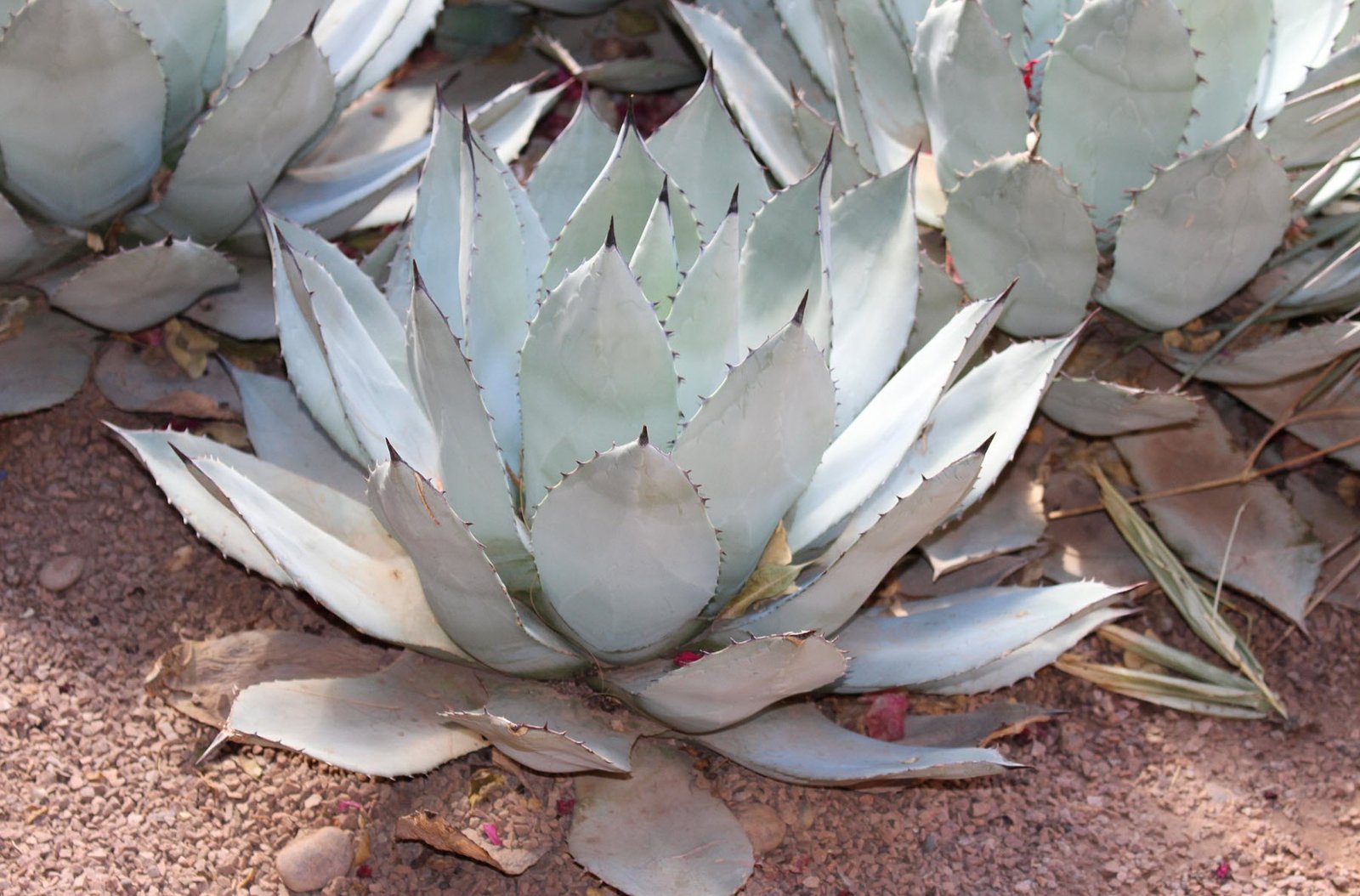 Agave Colorata (Ash Agave) 2