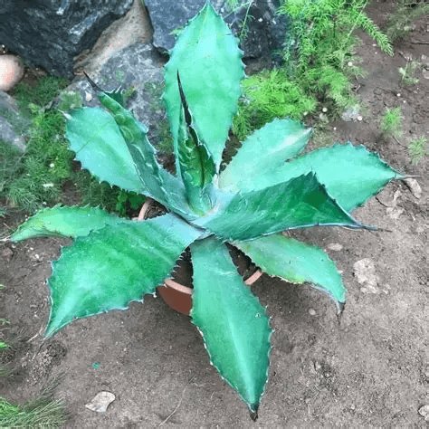Agave Colorata (Ash Agave) 3