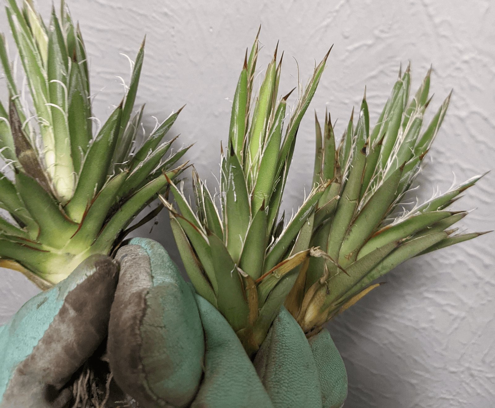 Agave Filifera (Thread Agave) 2