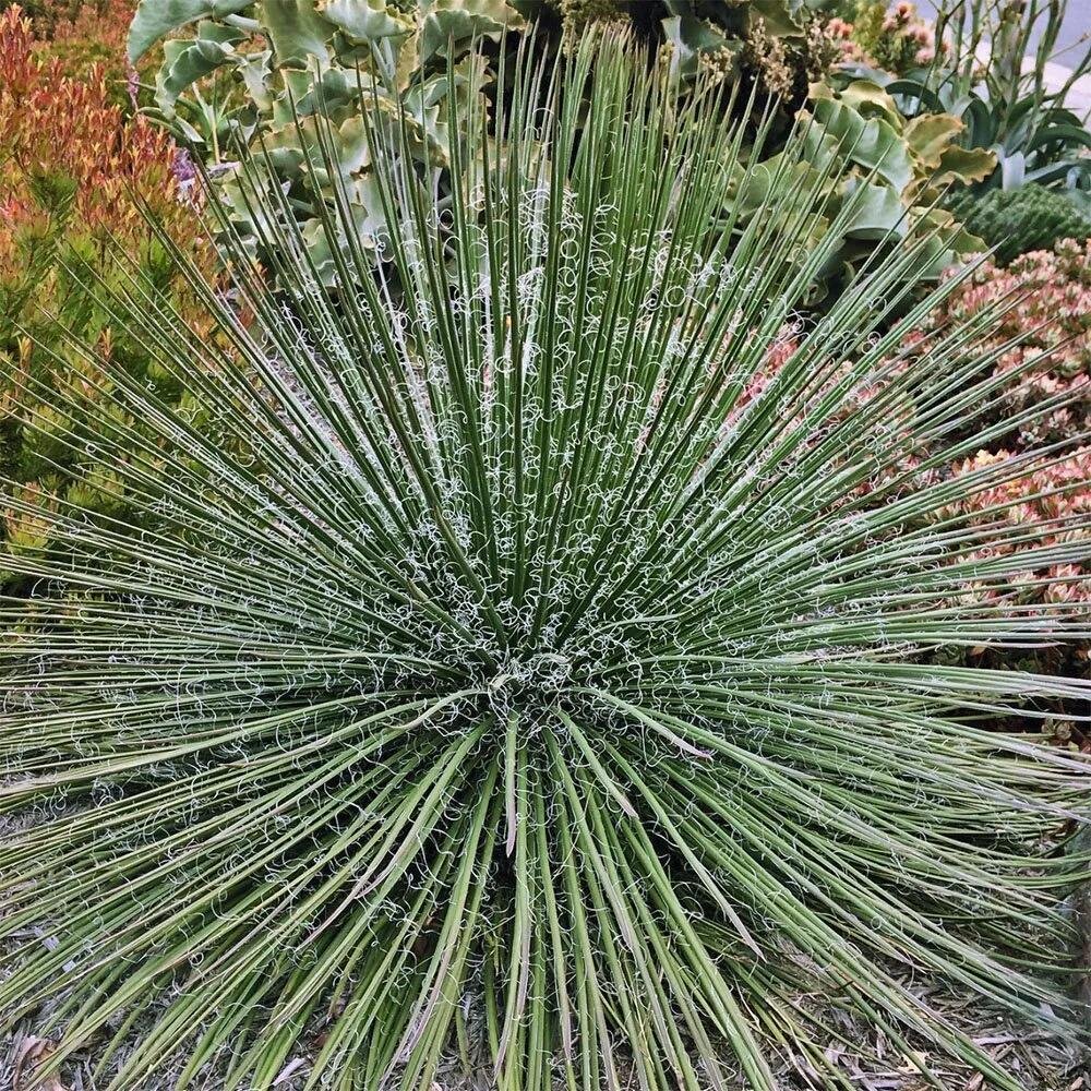 Agave Geminiflora (Twin-flowered Agave) 2