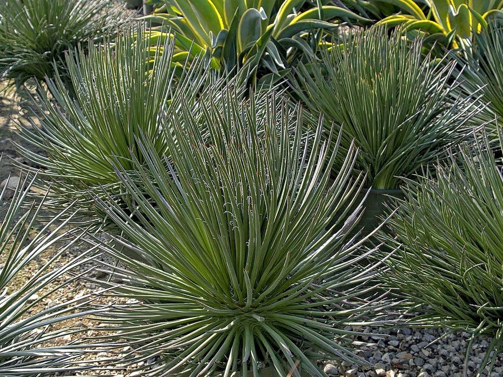 Agave Geminiflora (Twin-flowered Agave)