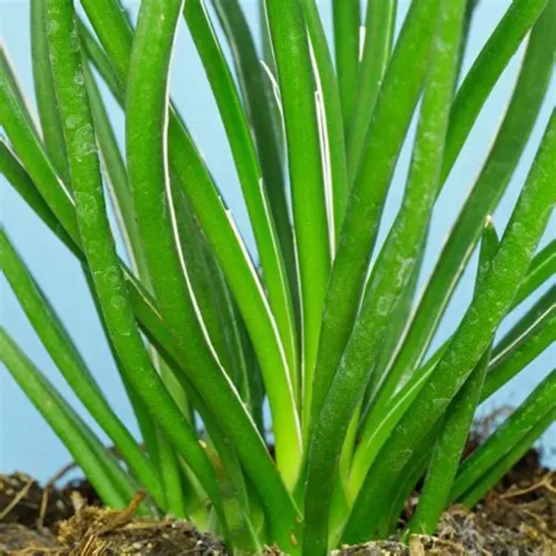 Agave Geminiflora (Twin-flowered Agave) 3