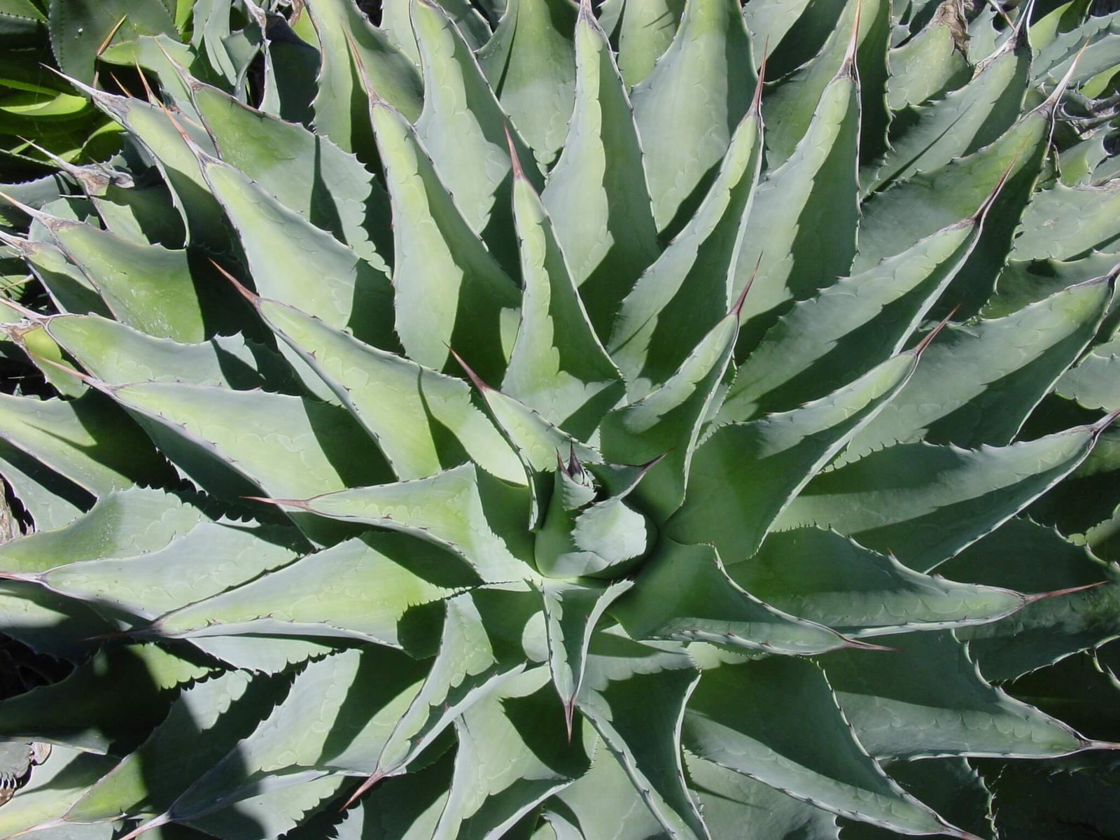 Agave Potatorum (Butterfly Agave) 2